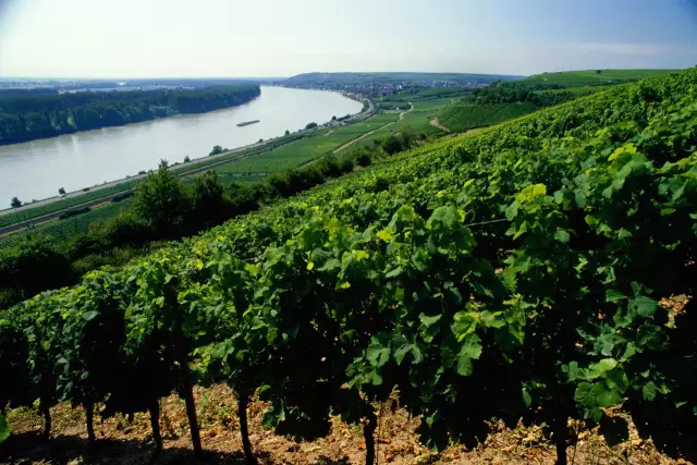 Der Rote Hang, Weinberge bei Nierstein