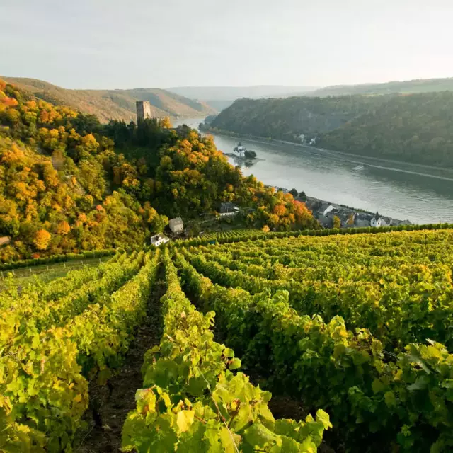 Weinberge vor Kaub mit Burg Gutenfels und Burg Pfalzgrafenstein